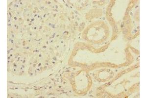 Immunohistochemistry of paraffin-embedded human kidney tissue using ABIN7162794 at dilution of 1:100 (PPIAL4G antibody  (AA 1-164))