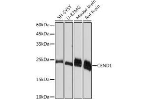Western blot analysis of extracts of various cell lines, using CEND1 Rabbit mAb (ABIN7266242) at 1:1000 dilution.