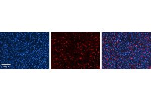 Immunohistochemistry (IHC) image for anti-GPI Anchor Attachment Protein 1 (GPAA1) (C-Term) antibody (ABIN2782597)