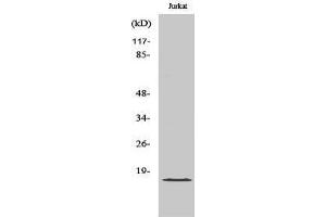 Western Blotting (WB) image for anti-Growth Arrest and DNA-Damage-Inducible, gamma (GADD45G) (C-Term) antibody (ABIN3184726) (GADD45G antibody  (C-Term))