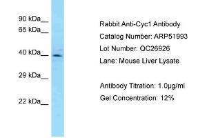 Western Blotting (WB) image for anti-Cytochrome C1 (CYC1) (C-Term) antibody (ABIN2784726) (Cytochrome C1 antibody  (C-Term))
