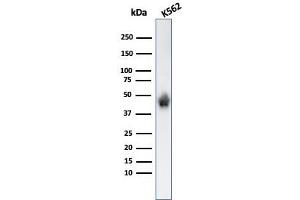 Western Blot Analysis of K562 cell lysate using Glycophorin A Monoclonal Antibody (SPM599). (CD235a/GYPA antibody)