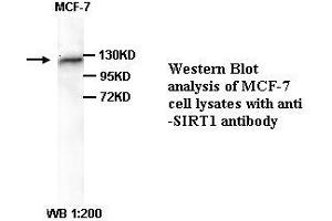 Image no. 1 for anti-Sirtuin 1 (SIRT1) (C-Term) antibody (ABIN791039) (SIRT1 antibody  (C-Term))