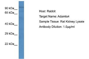 Western Blotting (WB) image for anti-ADAM Metallopeptidase with Thrombospondin Type 1 Motif, 4 (ADAMTS4) (N-Term) antibody (ABIN2776876)