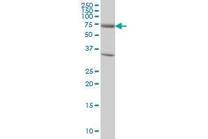 EXOC7 monoclonal antibody (M01), clone 1D4 Western Blot analysis of EXOC7 expression in HeLa . (EXOC7 antibody  (AA 586-684))