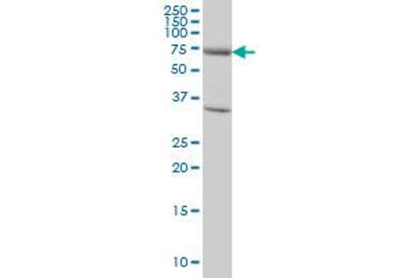 EXOC7 antibody  (AA 586-684)