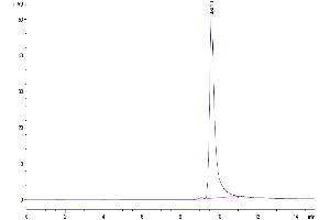 The purity of Human FGF-7/KGF is greater than 95 % as determined by SEC-HPLC. (FGF7 Protein (AA 32-194) (His tag))