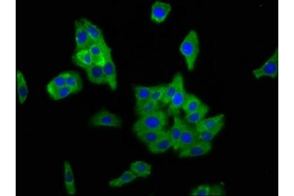 PCDH11X antibody  (AA 987-1117)