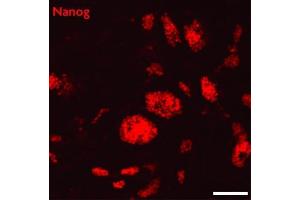 Nanog antibody (pAb) tested by Immunofluorescence Mouse embryonic stem cells (mESCs) grown on mouse embryonic fibroblast feeder cells (MEFs) were fixed with 4% paraformaldehyde for 10 minutes at room temperature. (Nanog antibody  (N-Term))