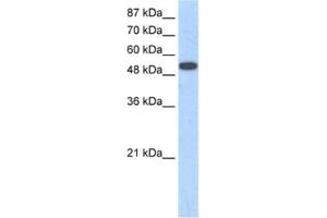 Western Blotting (WB) image for anti-Zinc Finger Protein 416 (ZNF416) antibody (ABIN2461246) (ZNF416 antibody)