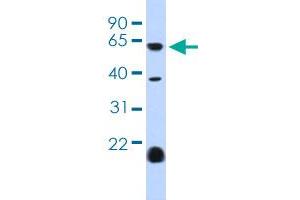 HTR3E anticorps  (AA 345-394)