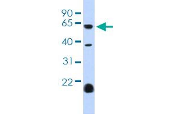 HTR3E anticorps  (AA 345-394)