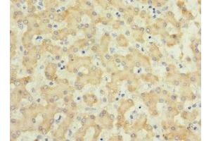 Immunohistochemistry of paraffin-embedded human liver tissue using ABIN7156807 at dilution of 1:100