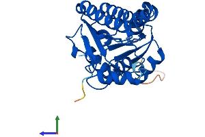 Protein Structure (PS) image for Hydroxysteroid (17-Beta) Dehydrogenase 8 (HSD17B8) (AA 1-259) protein (His tag) (ABIN7563352)