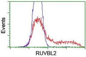Image no. 1 for anti-RuvB-Like 2 (E. Coli) (RUVBL2) (AA 113-370) antibody (ABIN1490850) (RUVBL2 antibody  (AA 113-370))