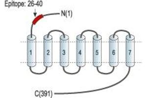 anti-Somatostatin Receptor 1 (SSTR1) (AA 26-40), (Extracellular), (N-Term) antibody