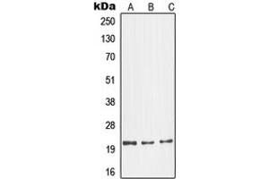 Western blot analysis of Glucagon expression in LO2 (A), mouse kidney (B), H9C2 (C) whole cell lysates. (Glucagon antibody  (Center))
