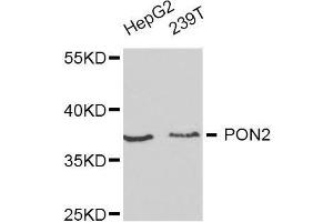 Western blot analysis of extracts of various cell lines, using PON2 antibody. (PON2 antibody  (AA 1-210))