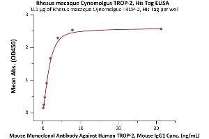 Immobilized Rhesus macaque / Cynomolgus TROP-2, His Tag (ABIN6973296) at 1 μg/mL (100 μL/well) can bind Mouse Monoclonal Antibody Against Human TROP-2, Mouse IgG1 with a linear range of 0.