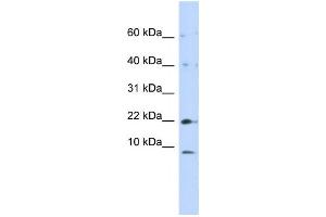 Western Blotting (WB) image for anti-NADH Dehydrogenase (Ubiquinone) 1, Subcomplex Unknown, 2, 14.5kDa (NDUFC2) antibody (ABIN2459025)