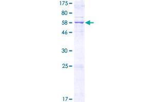 MCU Protein (AA 1-351) (GST tag)