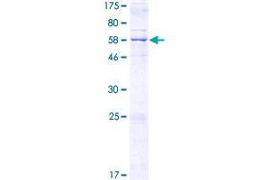 MCU Protein (AA 1-351) (GST tag)