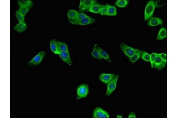 SBNO2 antibody  (AA 6-146)
