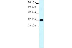 WB Suggested Anti-AQP7 Antibody Titration:  0.