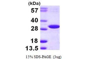 SDS-PAGE (SDS) image for DCN1, Defective in Cullin Neddylation 1, Domain Containing 2 (DCUN1D2) (AA 1-259) protein (His tag) (ABIN667515) (DCUN1D2 Protein (AA 1-259) (His tag))