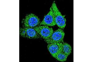 Confocal immunofluorescent analysis of GDH Antibody (C-term ) 7873b with Hela cell followed by Alexa Fluor 488-conjugated goat anti-rabbit lgG (green). (GAPDH antibody  (C-Term))