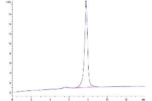The purity of Mouse APLN is greater than 95 % as determined by SEC-HPLC. (Apelin Protein (APLN) (AA 23-77) (Fc Tag))