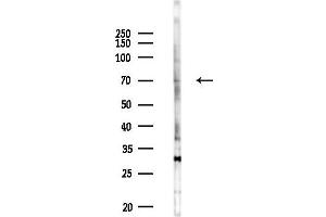 anti-Nuclear ssembly factor 1 ribonucleoprotein (NAF1) antibody