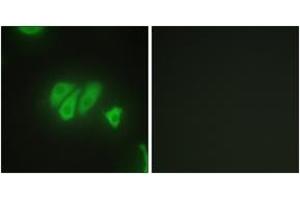Immunofluorescence analysis of HepG2 cells, using PDZD2 Antibody. (PDZD2 antibody  (AA 51-100))