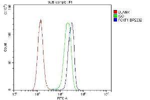 anti-Forkhead Box F1 (FOXF1) (AA 44-379) antibody