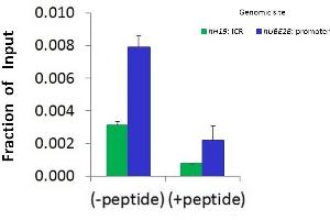 Chromatin Immunoprecipitation (ChIP) Using BRD4 antibody - C-terminal region  and HCT116 Cells (BRD4 antibody  (C-Term))