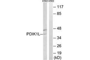 Western blot analysis of extracts from K562 cells, using PDIK1L Antibody. (PDIK1L antibody  (AA 101-150))