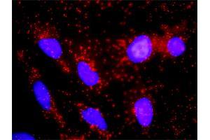 Proximity Ligation Analysis of protein-protein interactions between RXRA and CTNNB1. (Retinoid X Receptor alpha antibody  (AA 1-462))