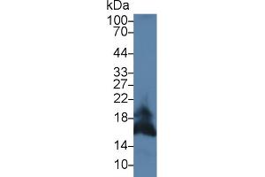 Western Blot; Sample: Mouse Pancreas lysate; Primary Ab: 3µg/ml Rabbit Anti-Mouse FASL Antibody Second Ab: 0. (FASL antibody  (AA 132-279))