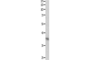 Western Blotting (WB) image for anti-Dual Specificity Phosphatase 12 (DUSP12) antibody (ABIN2421549) (DUSP12 antibody)