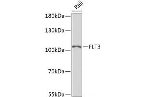 Western blot analysis of extracts of Raji cells using FLT3 Polyclonal Antibody at dilution of 1:500. (FLT3 antibody)