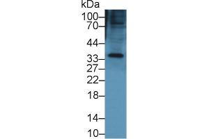 Western Blot; Sample: Mouse Small intestine lysate; Primary Ab: 1µg/ml Rabbit Anti-Mouse KERA Antibody Second Ab: 0. (KERA antibody  (AA 21-292))