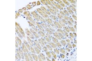 Immunohistochemistry of paraffin-embedded mouse stomach using GFER antibody (ABIN5973176) at dilution of 1/100 (40x lens). (GFER antibody)