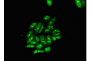 Immunofluorescent analysis of Hela cells using ABIN7160401 at dilution of 1:100 and Alexa Fluor 488-congugated AffiniPure Goat Anti-Rabbit IgG(H+L) (MBP antibody  (AA 1-197))