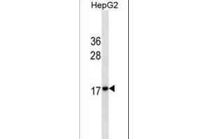 HMG2 Antibody ABIN1539937 western blot analysis in HepG2 cell line lysates (35 μg/lane).