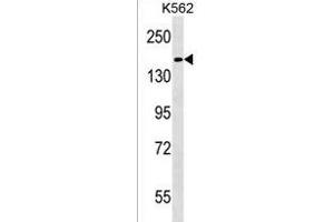 HEPHL1 Antibody (N-term) (ABIN1539164 and ABIN2850036) western blot analysis in K562 cell line lysates (35 μg/lane). (HEPHL1 antibody  (N-Term))