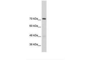 Image no. 2 for anti-General Transcription Factor II I Repeat Domain-Containing 1 (GTF2IRD1) (AA 757-806) antibody (ABIN203342) (GTF2IRD1 antibody  (AA 757-806))