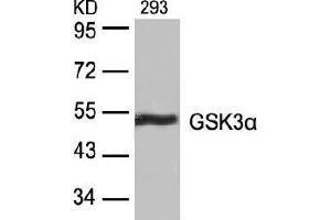 Image no. 4 for anti-Glycogen Synthase Kinase 3 alpha (GSK3a) (Ser21) antibody (ABIN197105) (GSK3 alpha antibody  (Ser21))