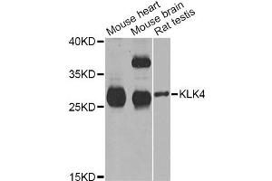 Western blot analysis of extracts of various cell lines, using KLK4 Antibody (ABIN2563588) at 1:1000 dilution. (Kallikrein 4 antibody)