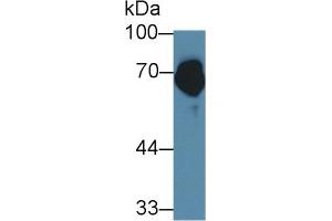Detection of FUR in Porcine Skin lysate using Polyclonal Antibody to Furin (FUR) (FURIN antibody  (AA 587-748))
