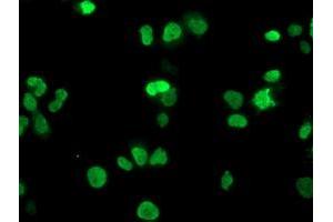 Anti-HOXC11 mouse monoclonal antibody (ABIN2454335) immunofluorescent staining of COS7 cells transiently transfected by pCMV6-ENTRY HOXC11 (RC201475). (HOXC11 antibody)